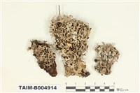 藏品(針芽條梅衣)的圖片